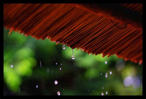 hạt mưa tí tách rơi